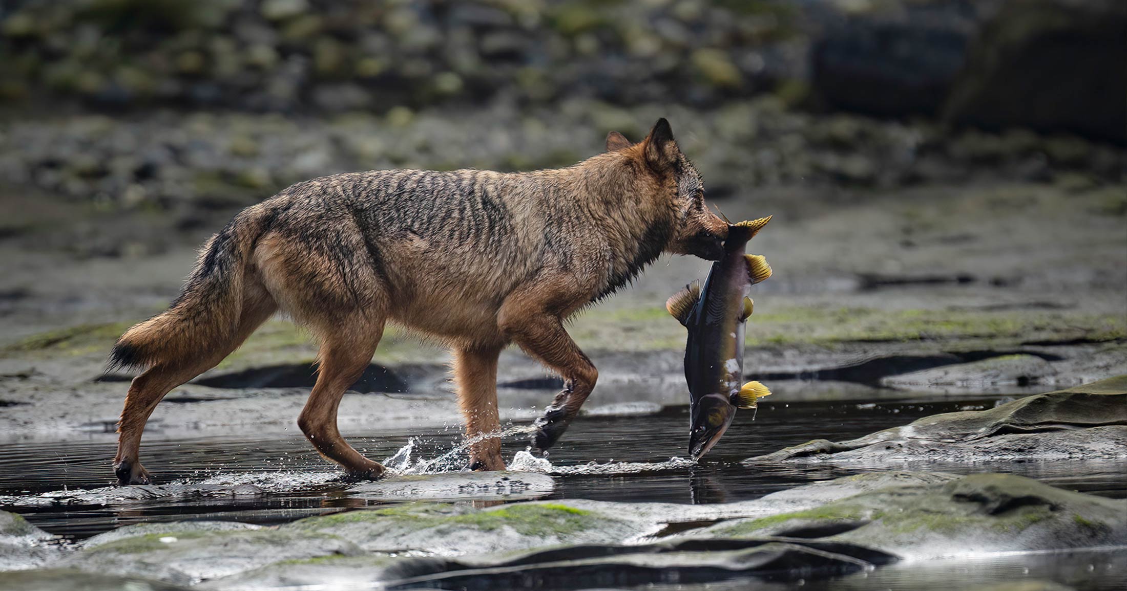 Coastal wolf with a salmon in its month.