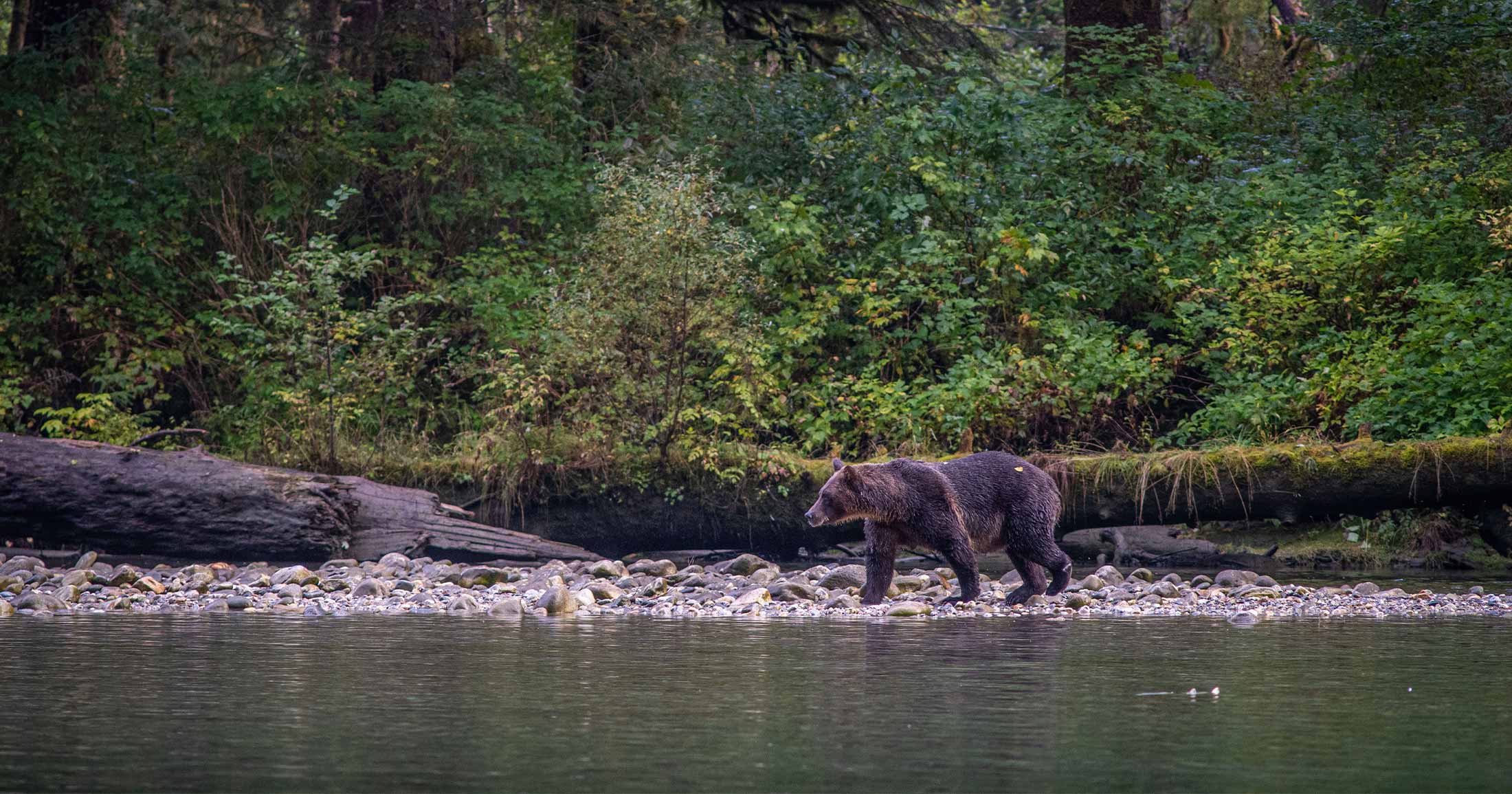 Grizzly bear walking along a shoreline.