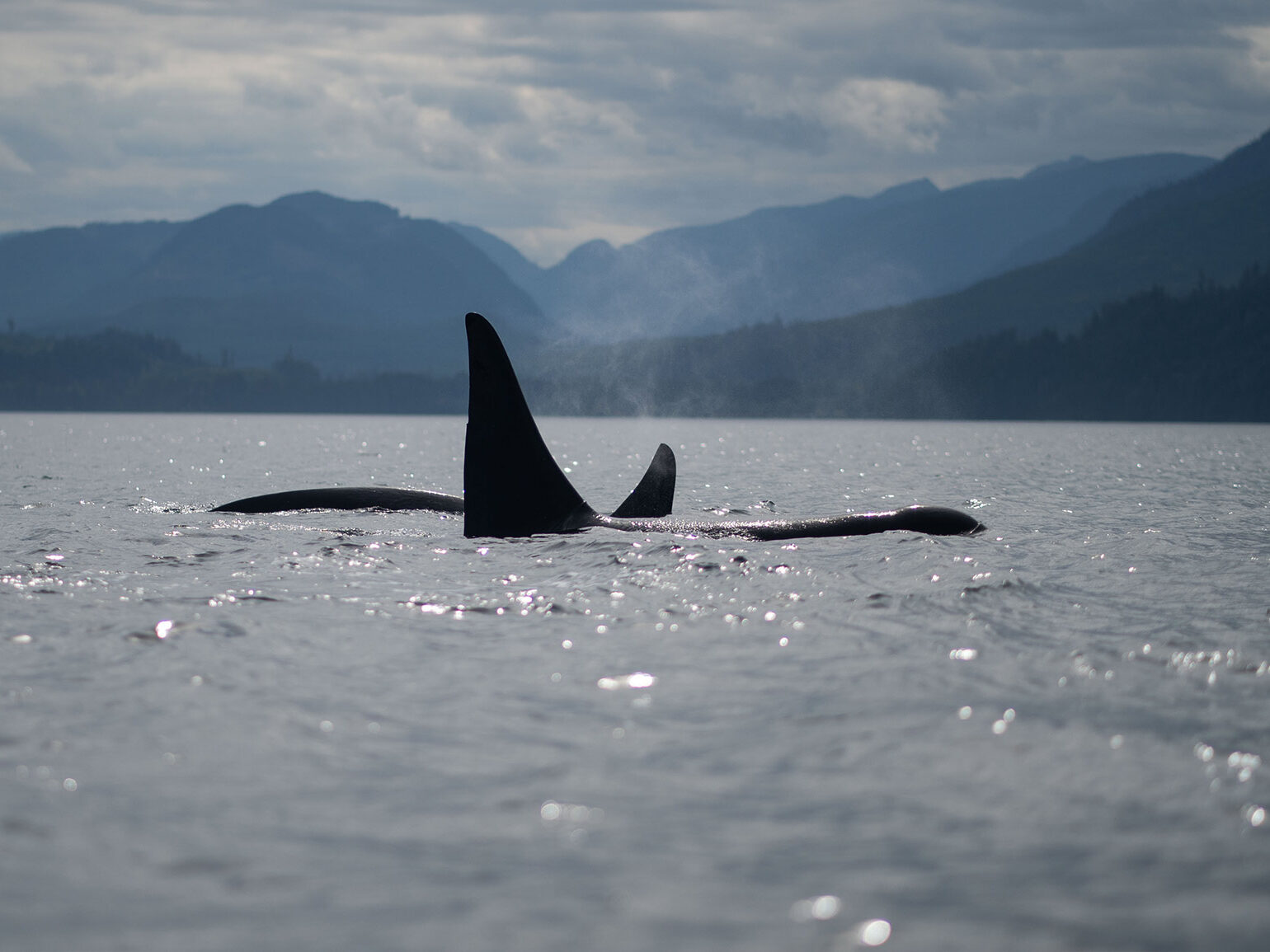 Two killer whales surfacing on the ocean.