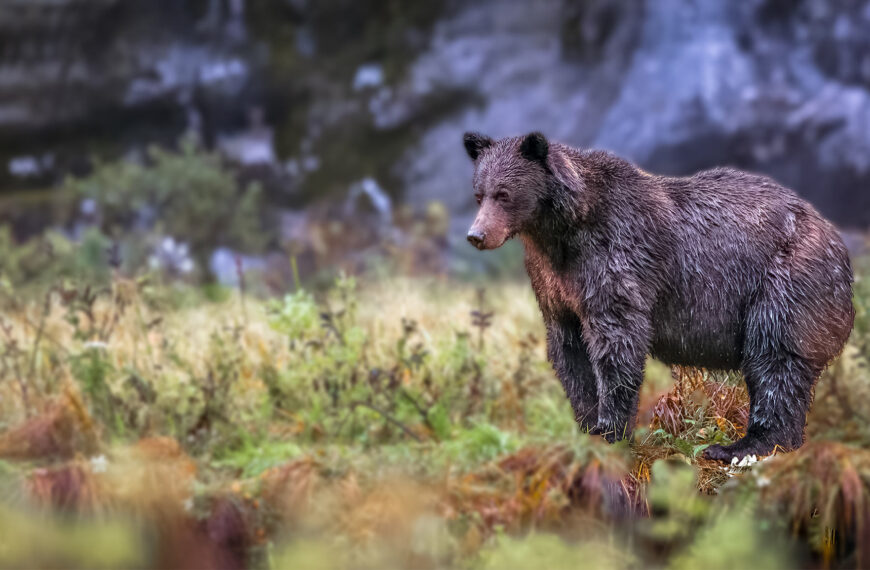 Grizzly bear on the bank of a river.