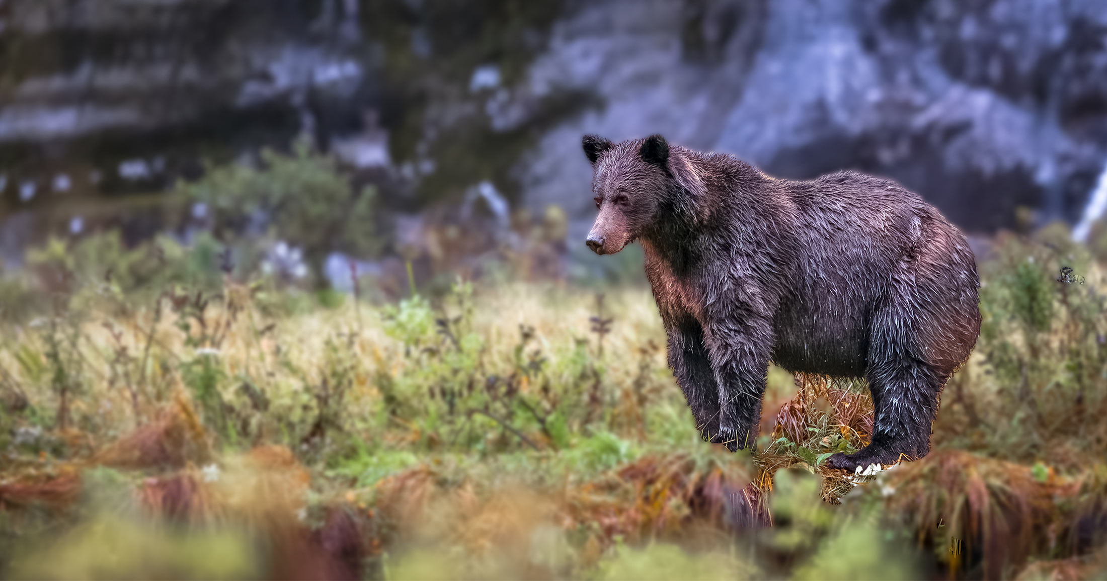 Grizzly bear on the bank of a river.