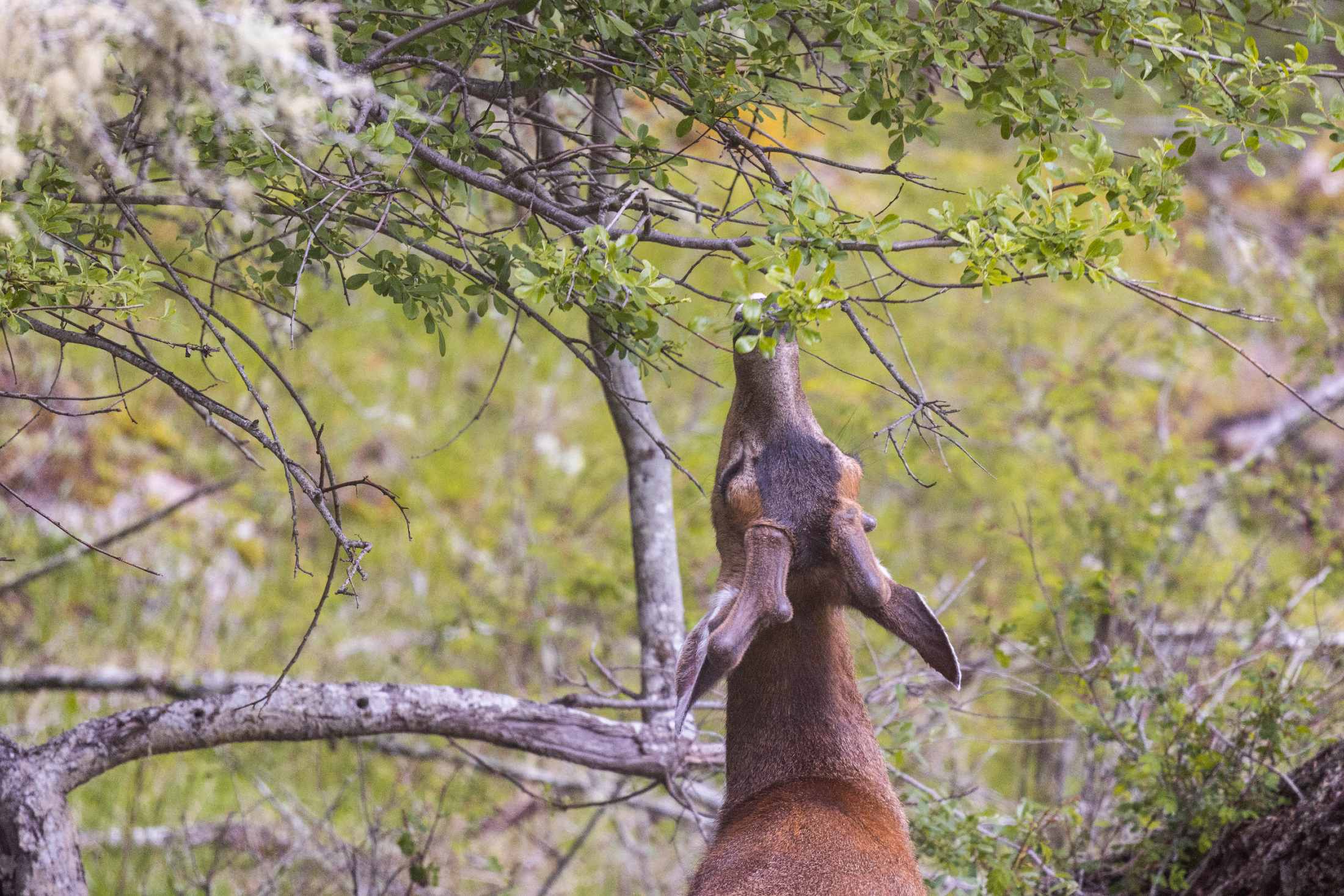 A deer reaching up to munch on vegetation.