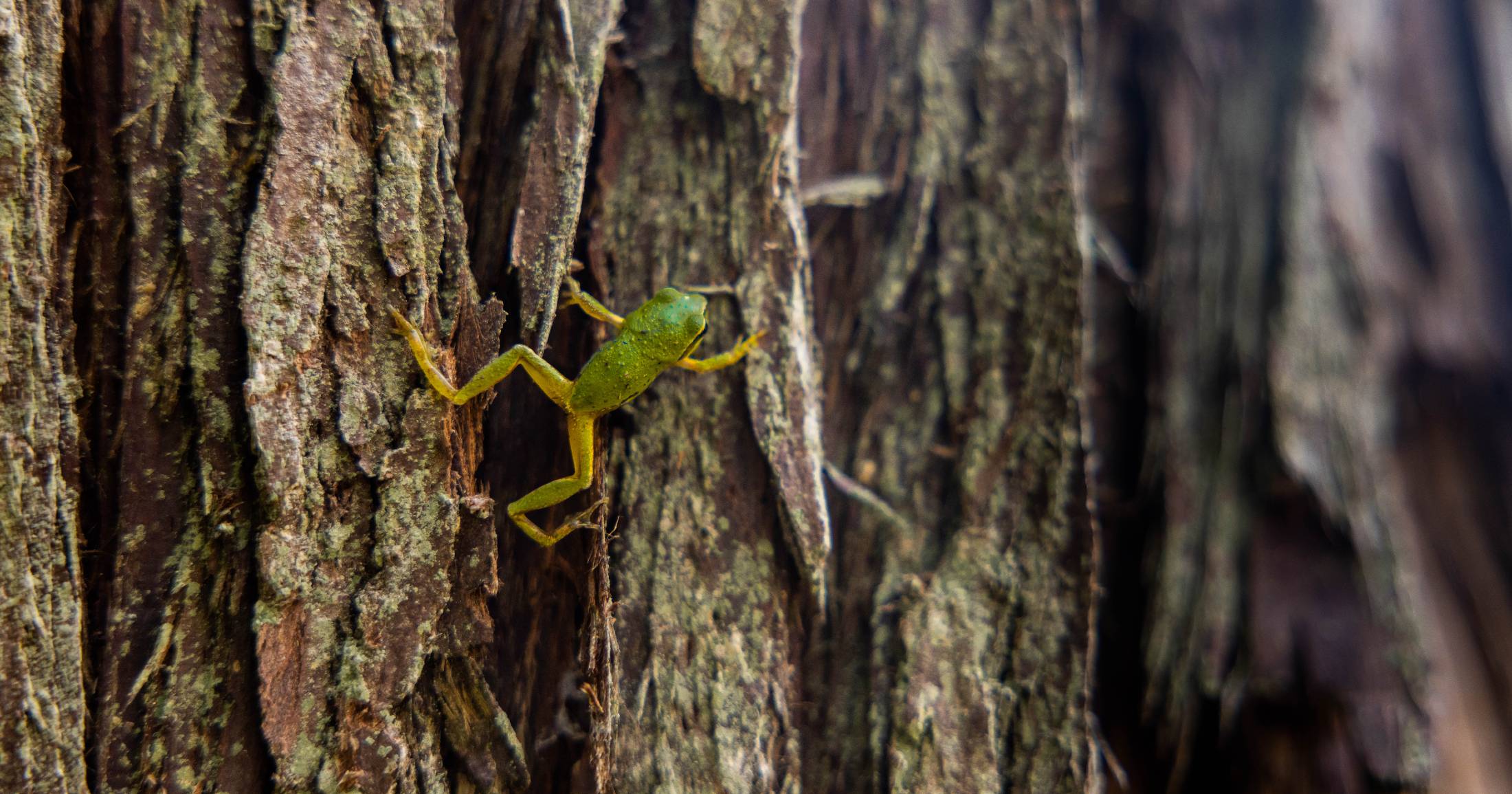 A small green frog holding onto the bark of a tree.