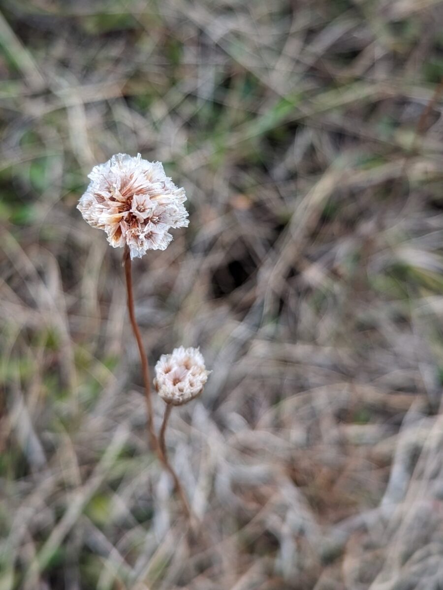 Two sea thrift flowers.