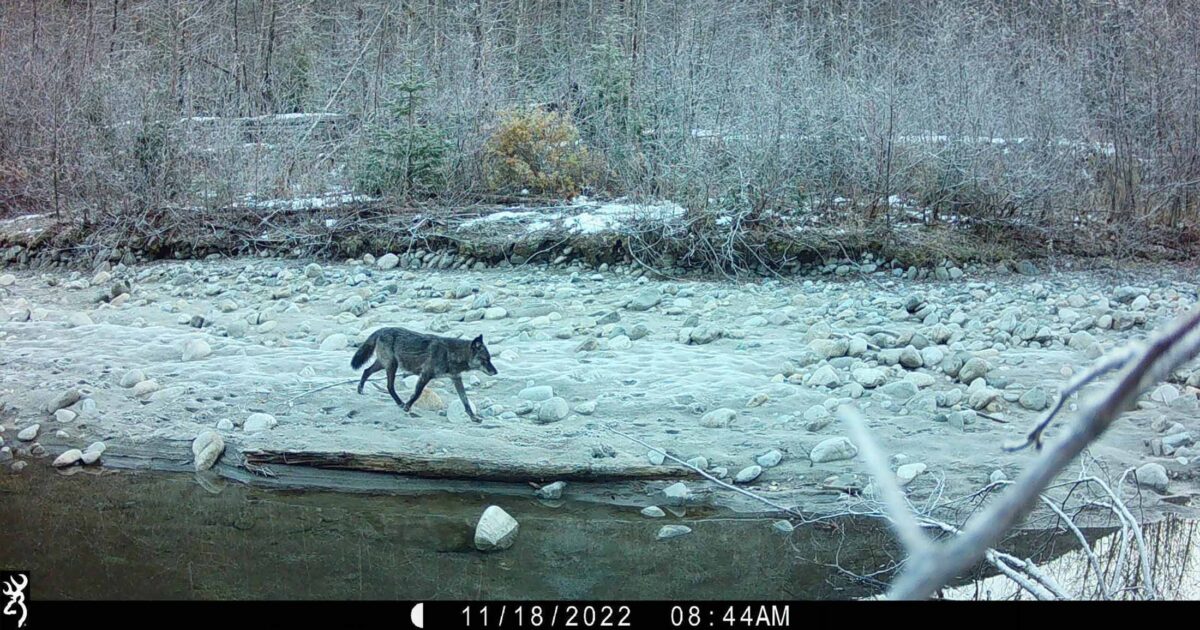Trail camera photo of.a wolf walking on the side of a river.