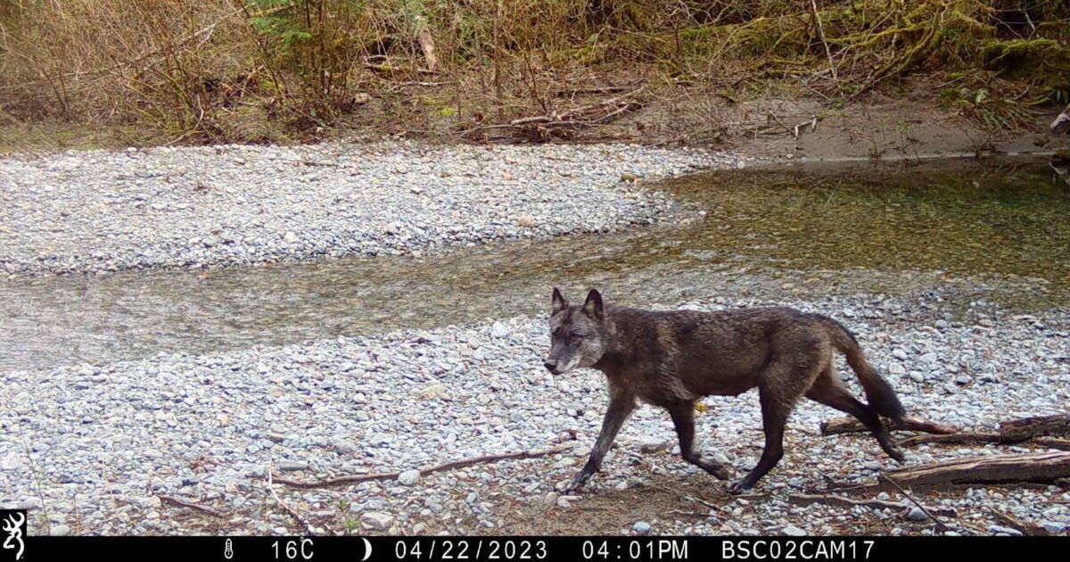 Trail camera photo of a wolf walking on the side of a creek.