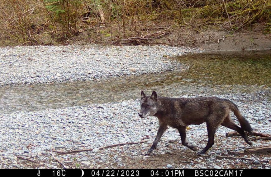 Trail camera photo of a wolf walking on the side of a creek.