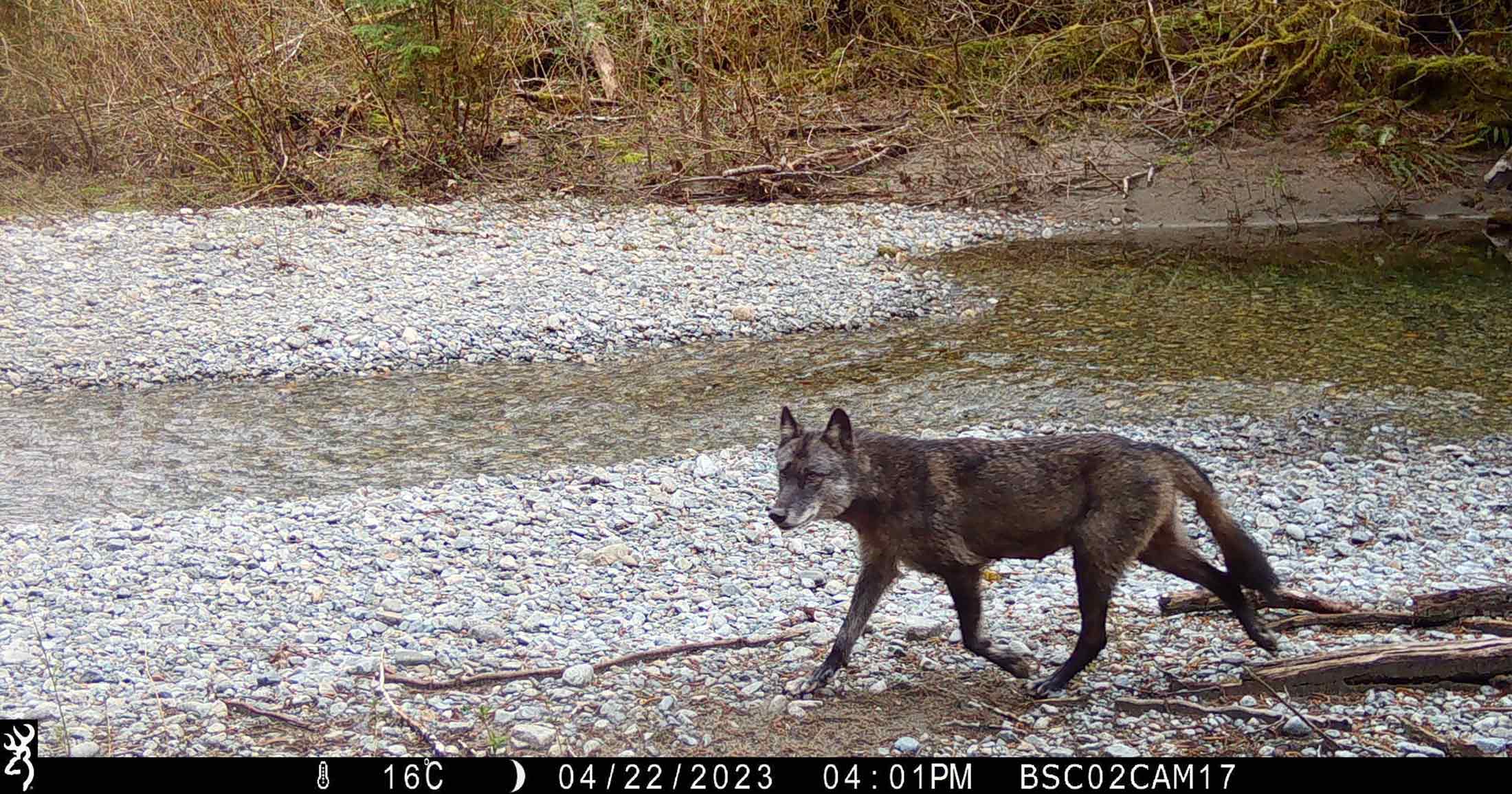 Trail camera photo of a wolf walking on the side of a creek.