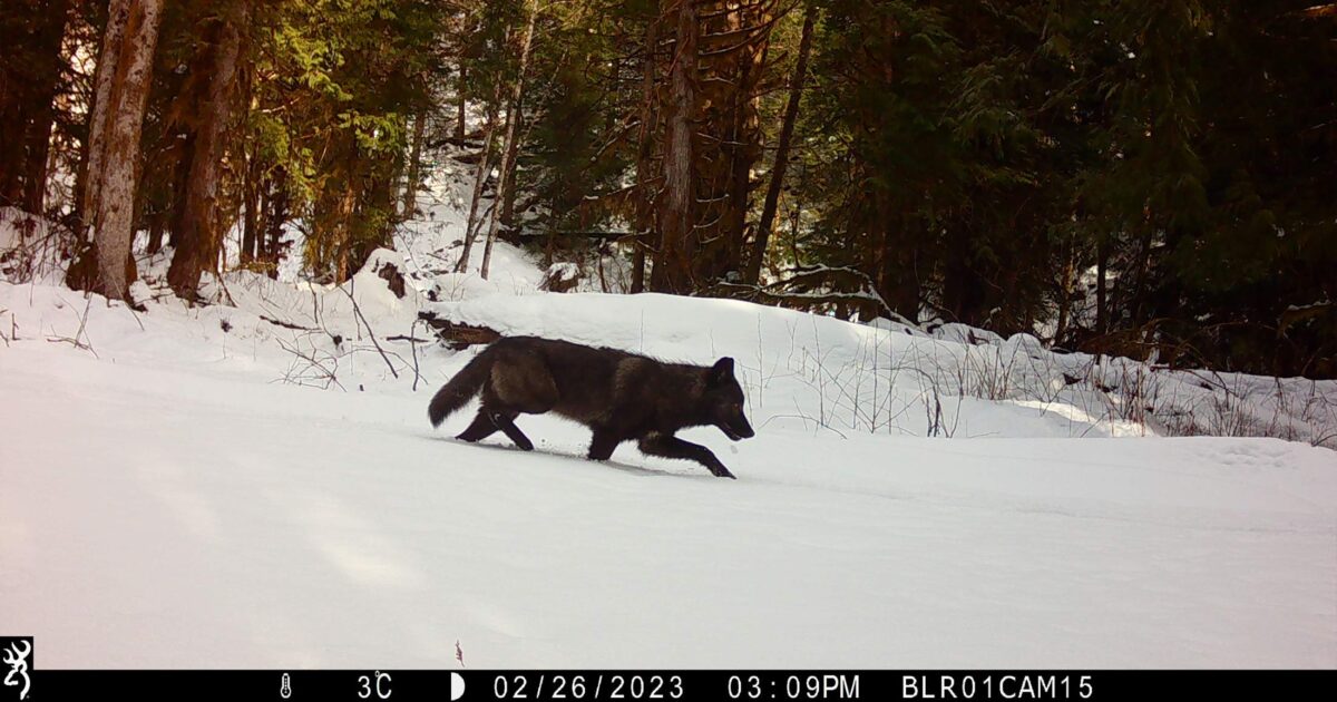 Trail camera photo of a dark wolf walking in the snow.