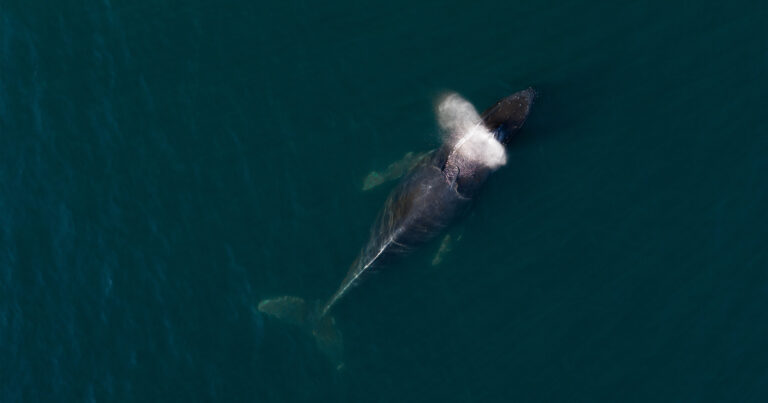 Overhead photo of a humpback whale surfacing.