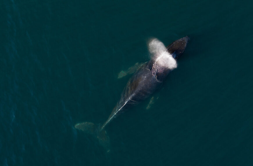 Overhead photo of a humpback whale surfacing.