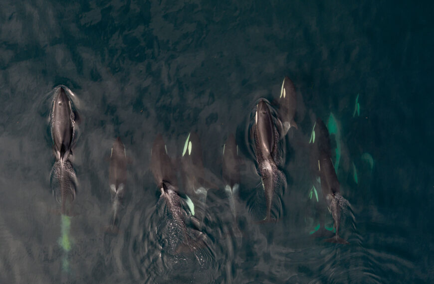 Overhead photo of a pod of killer whales swimming in the ocean.