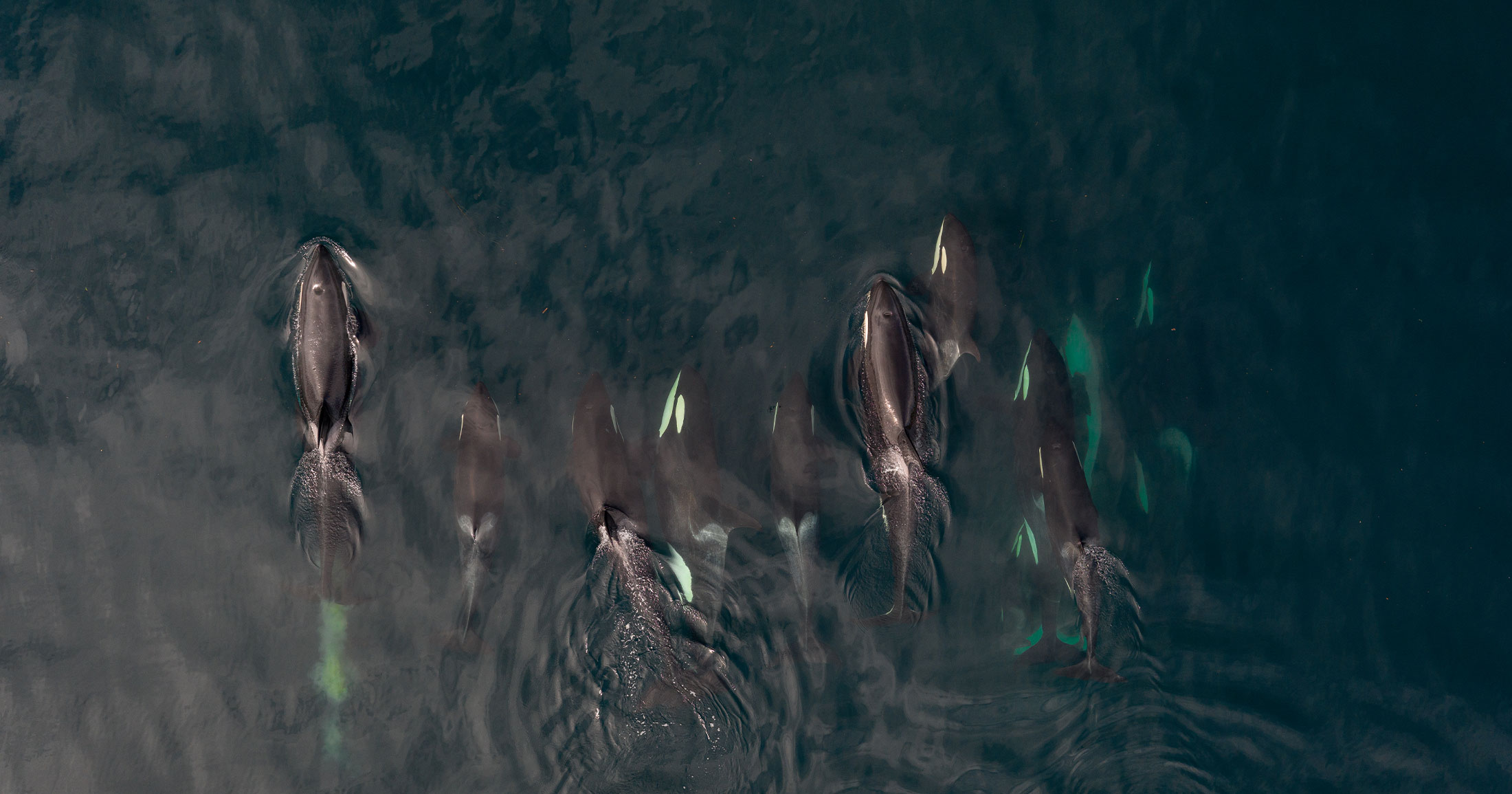 Overhead photo of a pod of killer whales swimming in the ocean.