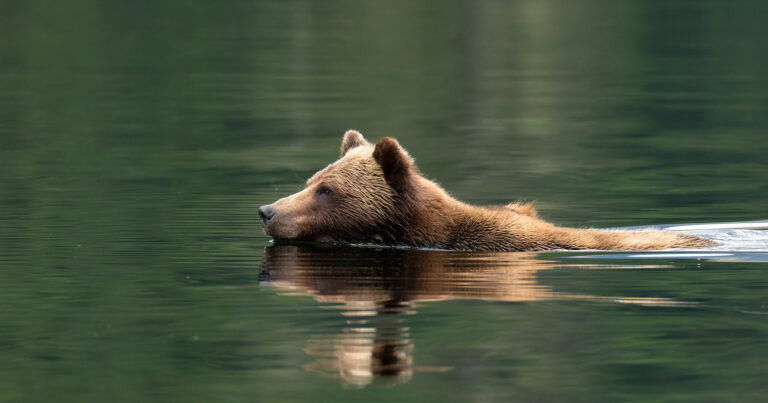 Grizzly bear swimming in the ocean.
