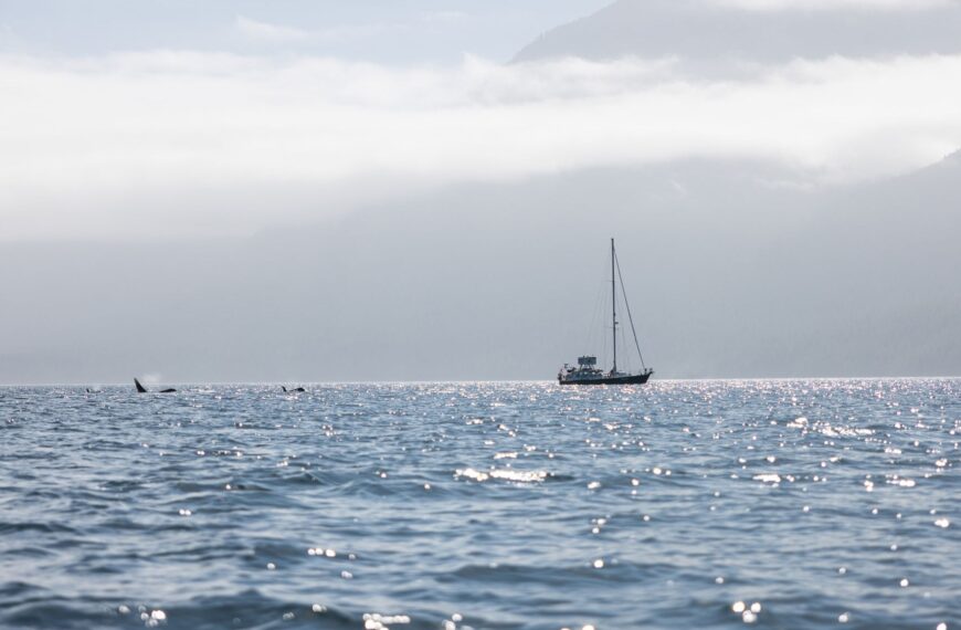 The sailboat Achiever on the ocean with whales surfacing nearby.