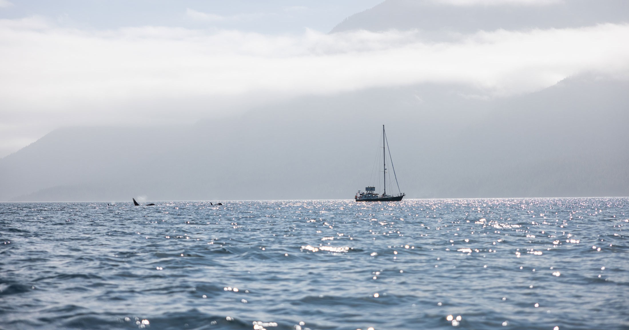 The sailboat Achiever on the ocean with whales surfacing nearby.