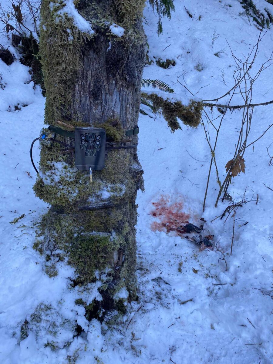 Bloody remains of a salmon carcass in the snow are seen beside a tree with a camera attached to it.