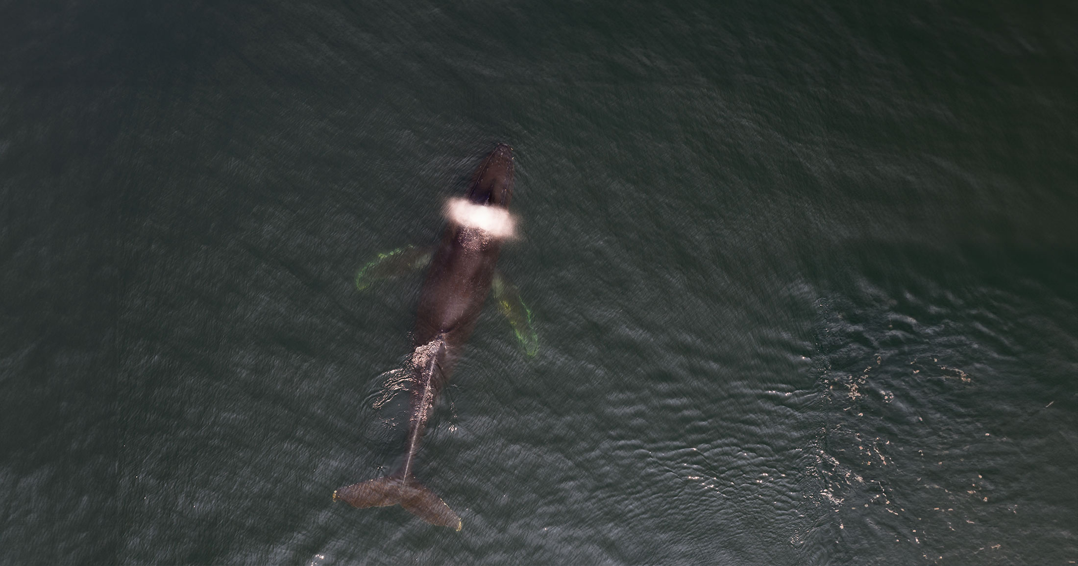 Overhead photo of a humpback whale surfacing.