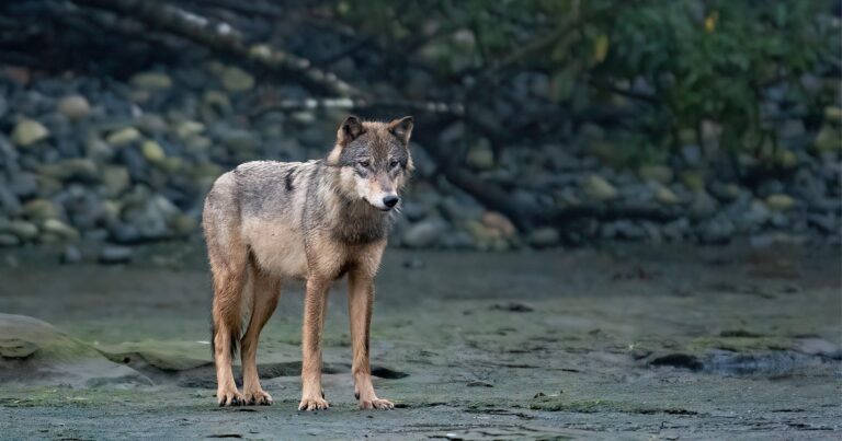 Wolf on a beach.