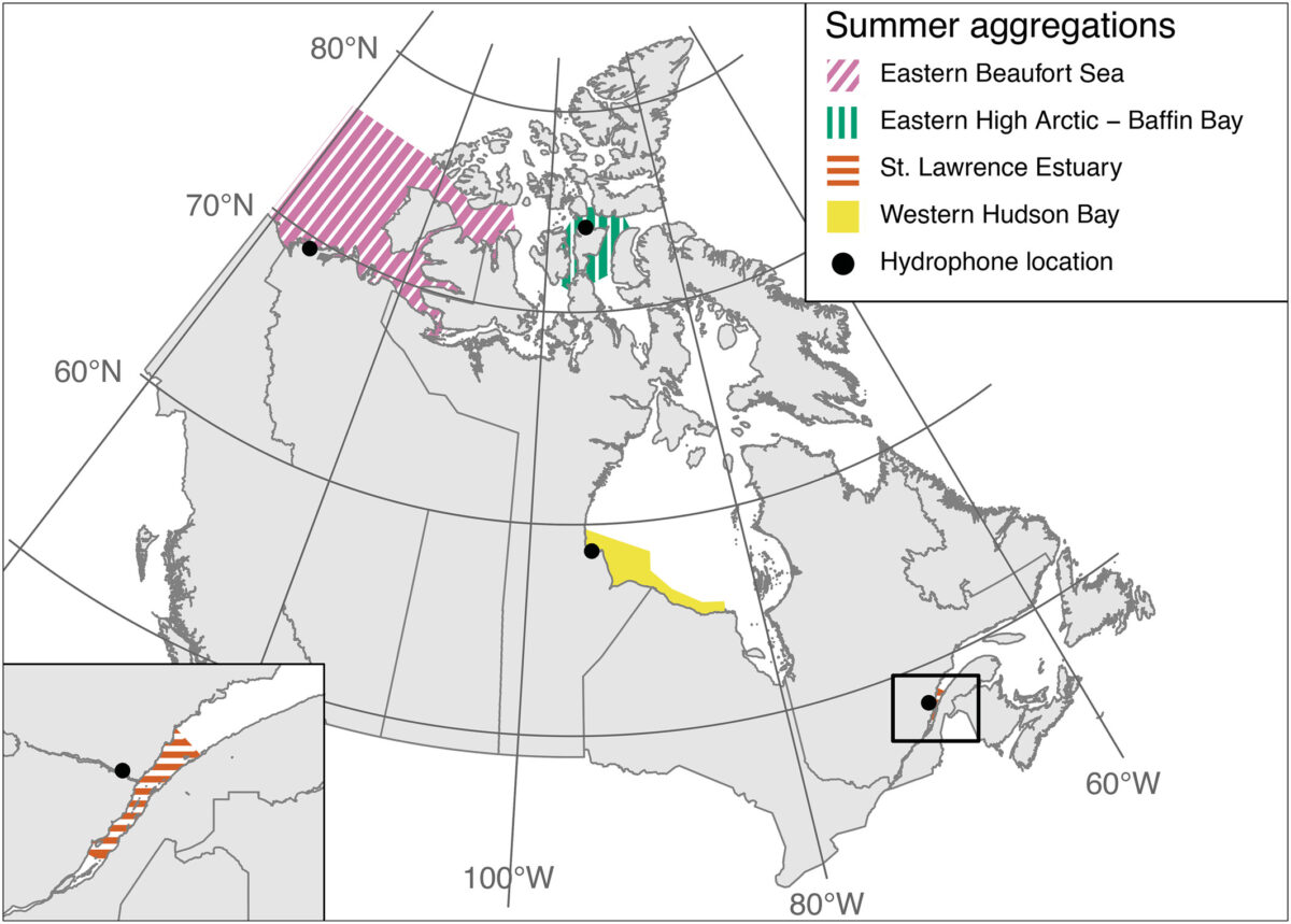 Map of Canada showing the beluga populations studied.