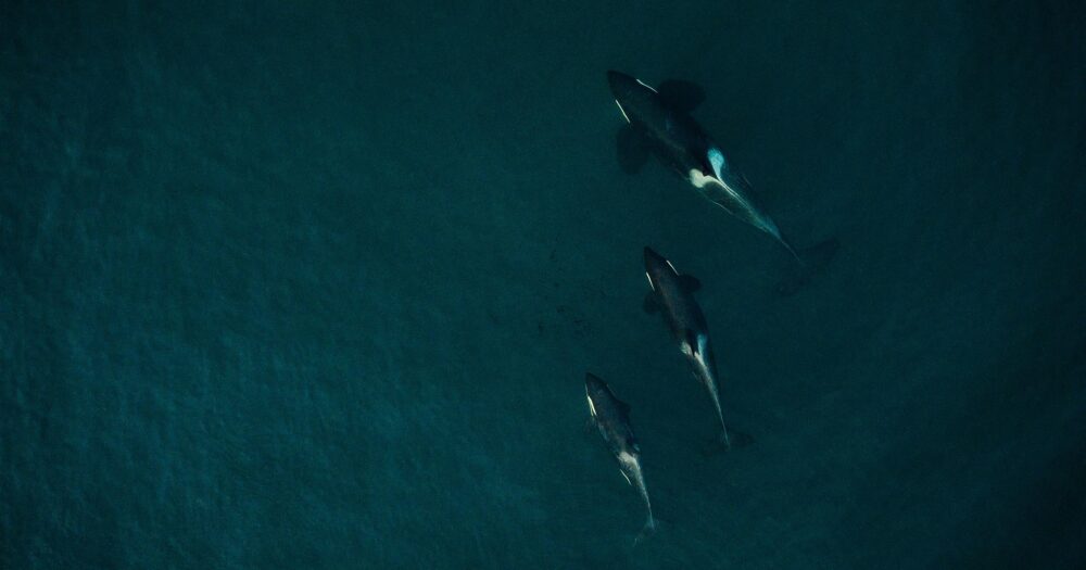 Overhead photo of three killer whales swimming together.