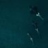 Overhead photo of three killer whales swimming together.