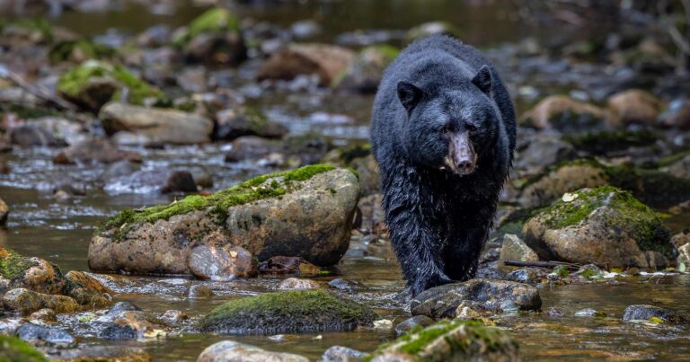 Black bear walking in a shallow river.