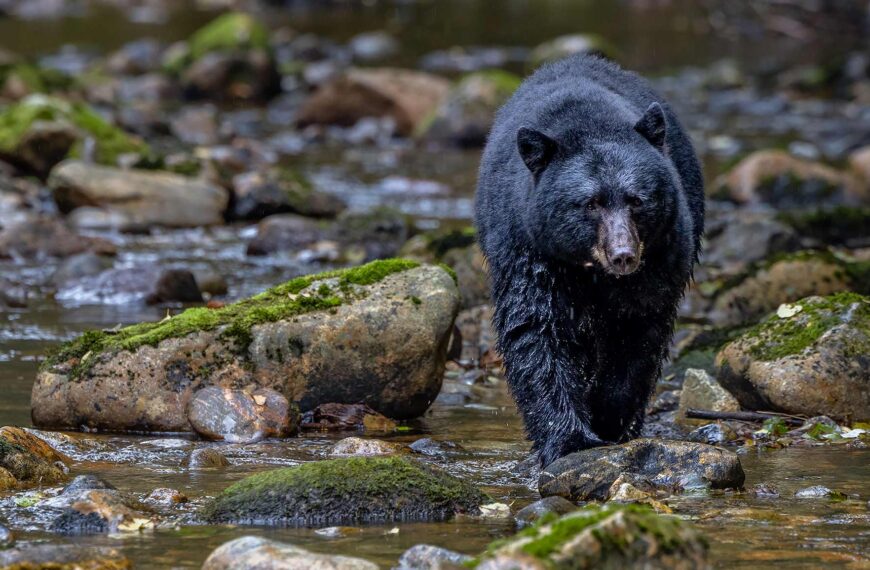 Black bear walking in a shallow river.