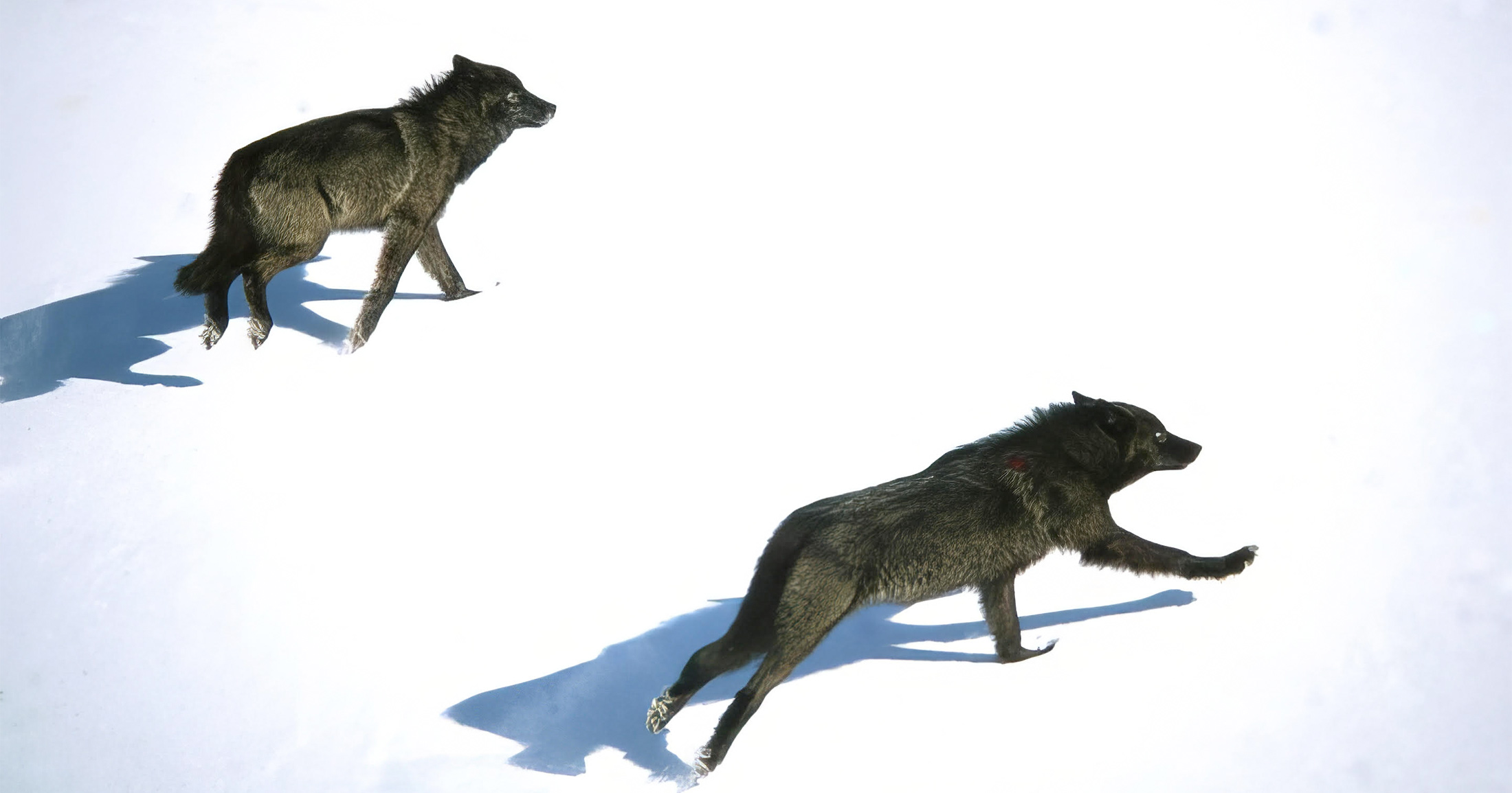 Two wolves walking in the snow.