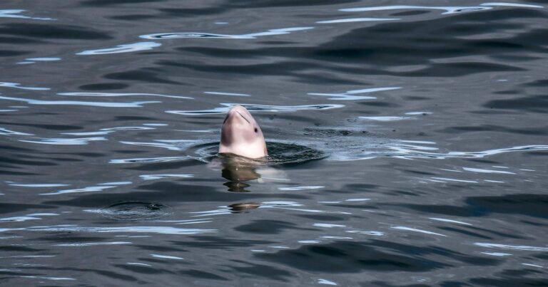 Beluga popping its head out of the water looking at the camera from the side.