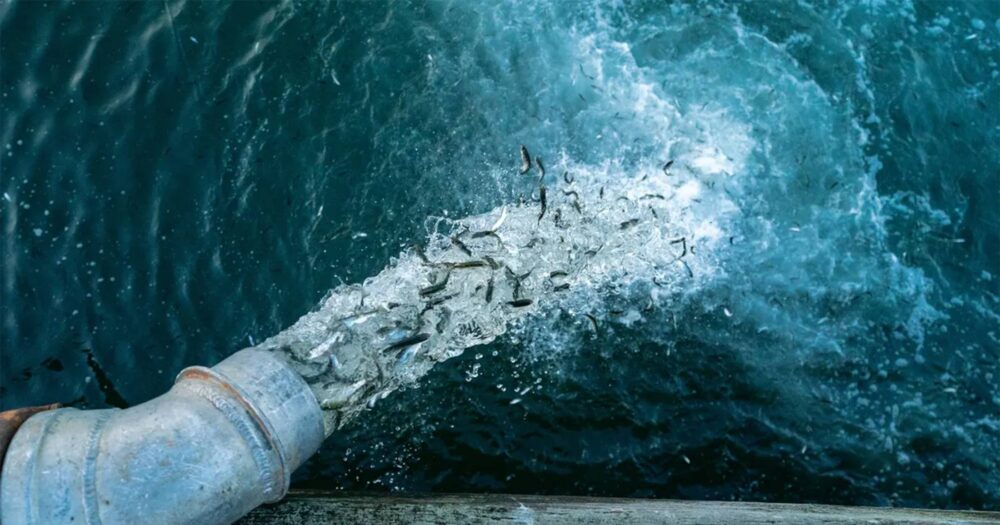 Hatchery fish coming out of a tube into blue water.