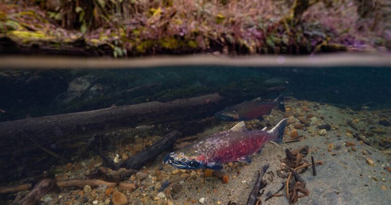 Coho salmon swimming in a river.