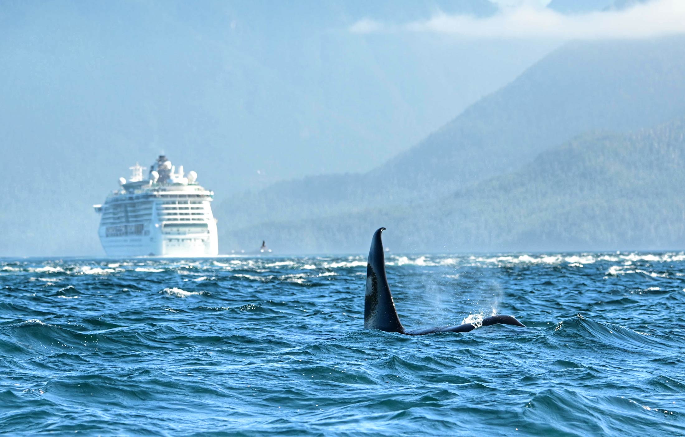 Killer whale surfacing with a cruise ship in the background.