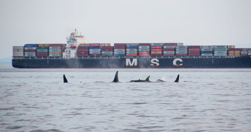 Whales swimming in front of a cargo ship.