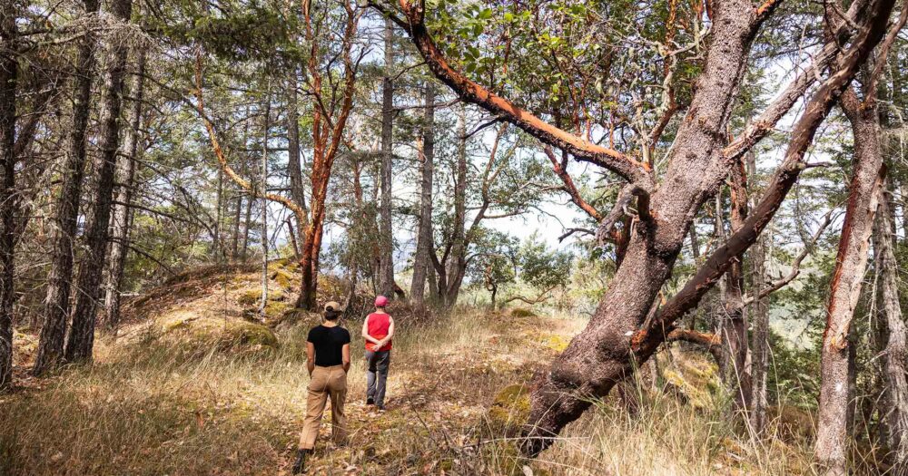 Two people walking through a Garry Oak Forest.