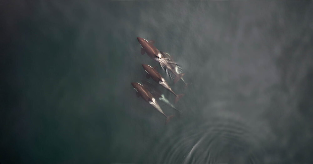 Overhead photo of four killer whales swimming together.