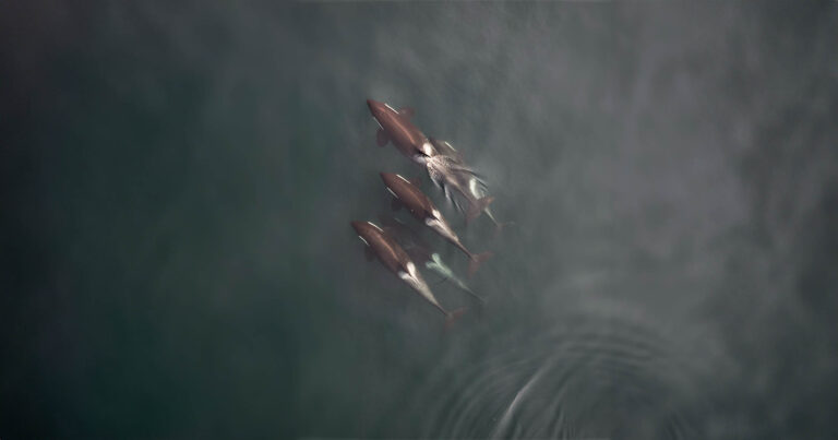 Overhead photo of four killer whales swimming together.