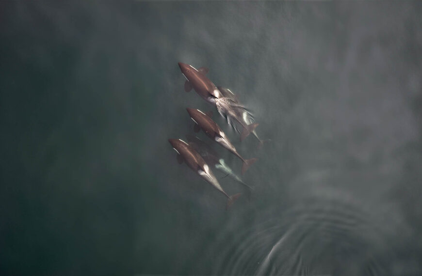 Overhead photo of four killer whales swimming together.