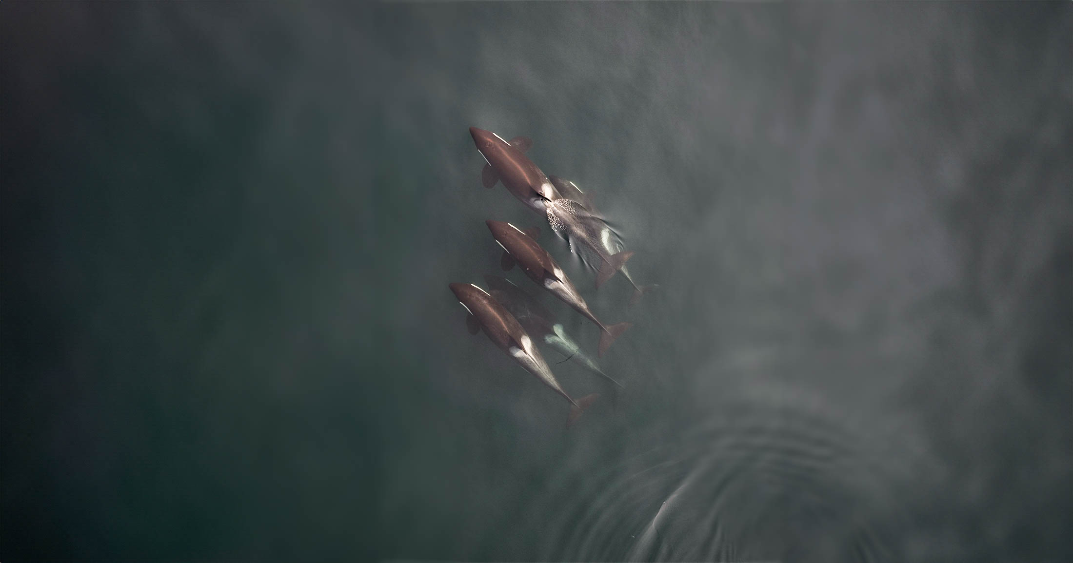 Overhead photo of four killer whales swimming together.