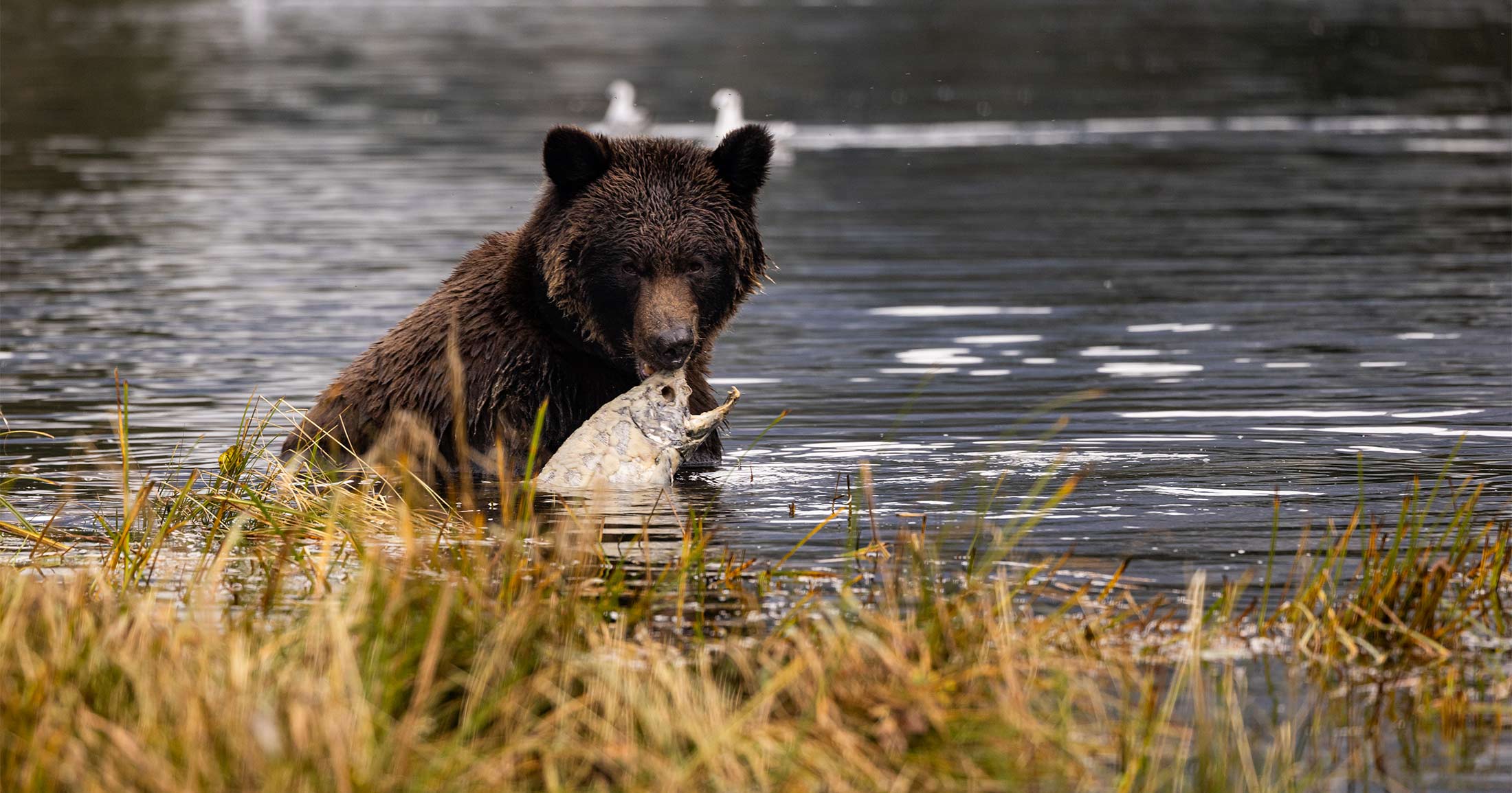 Grizzly bear in a river with a salmon in its mouth.