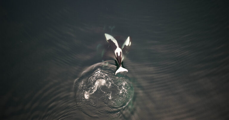 Killer whales swimming near the surface of the ocean.