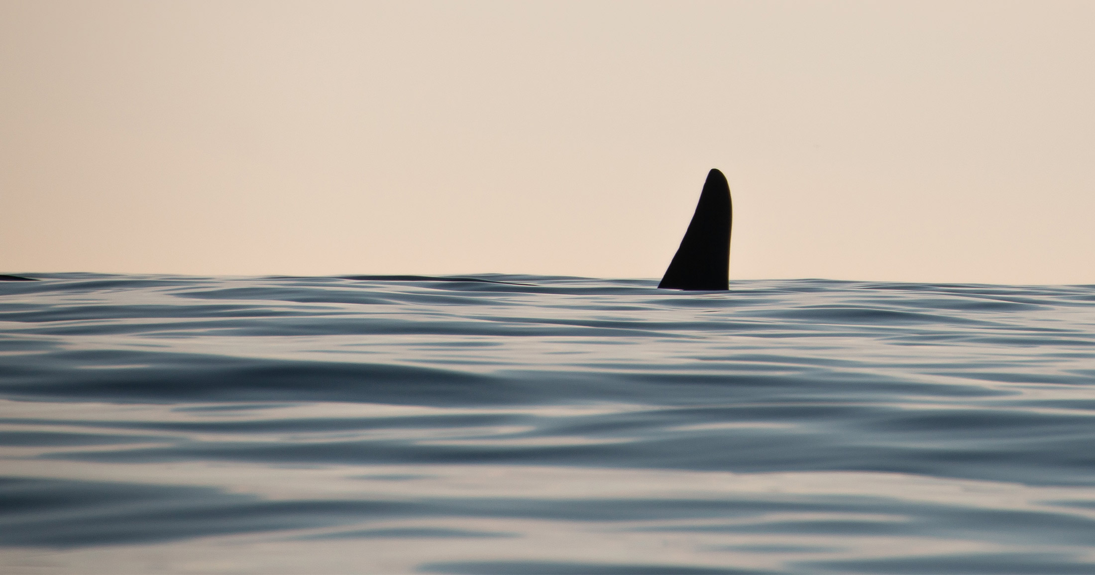Killer whale dorsal fin coming out of the water during sunset.