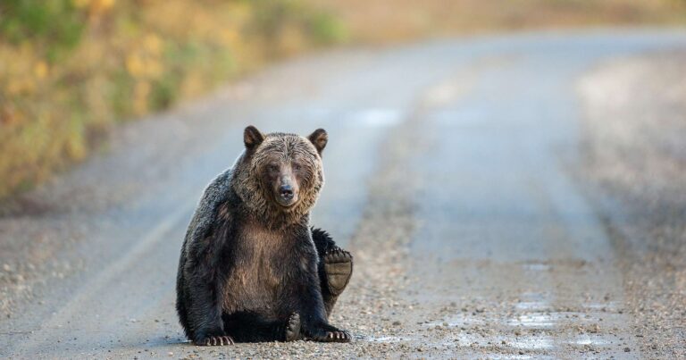 Grizzly sitting on a road.