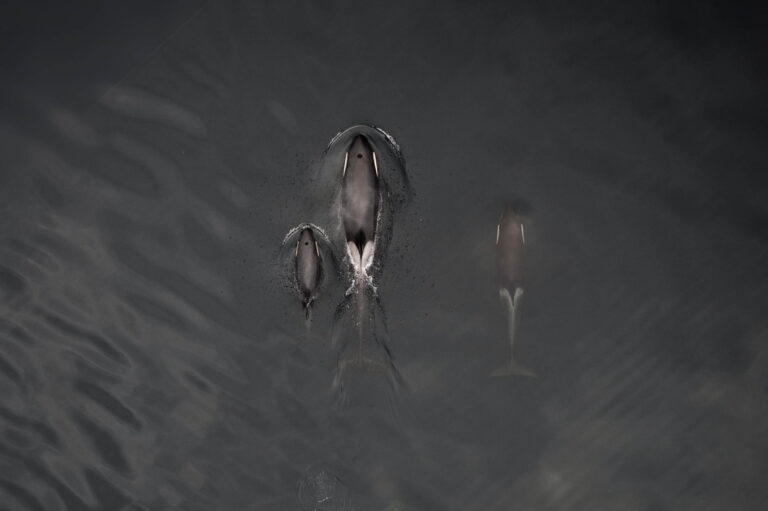 Three killer whales swimming near the surface of the water.