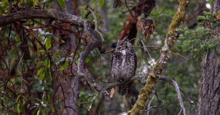 Great horned owl sitting in a tree.