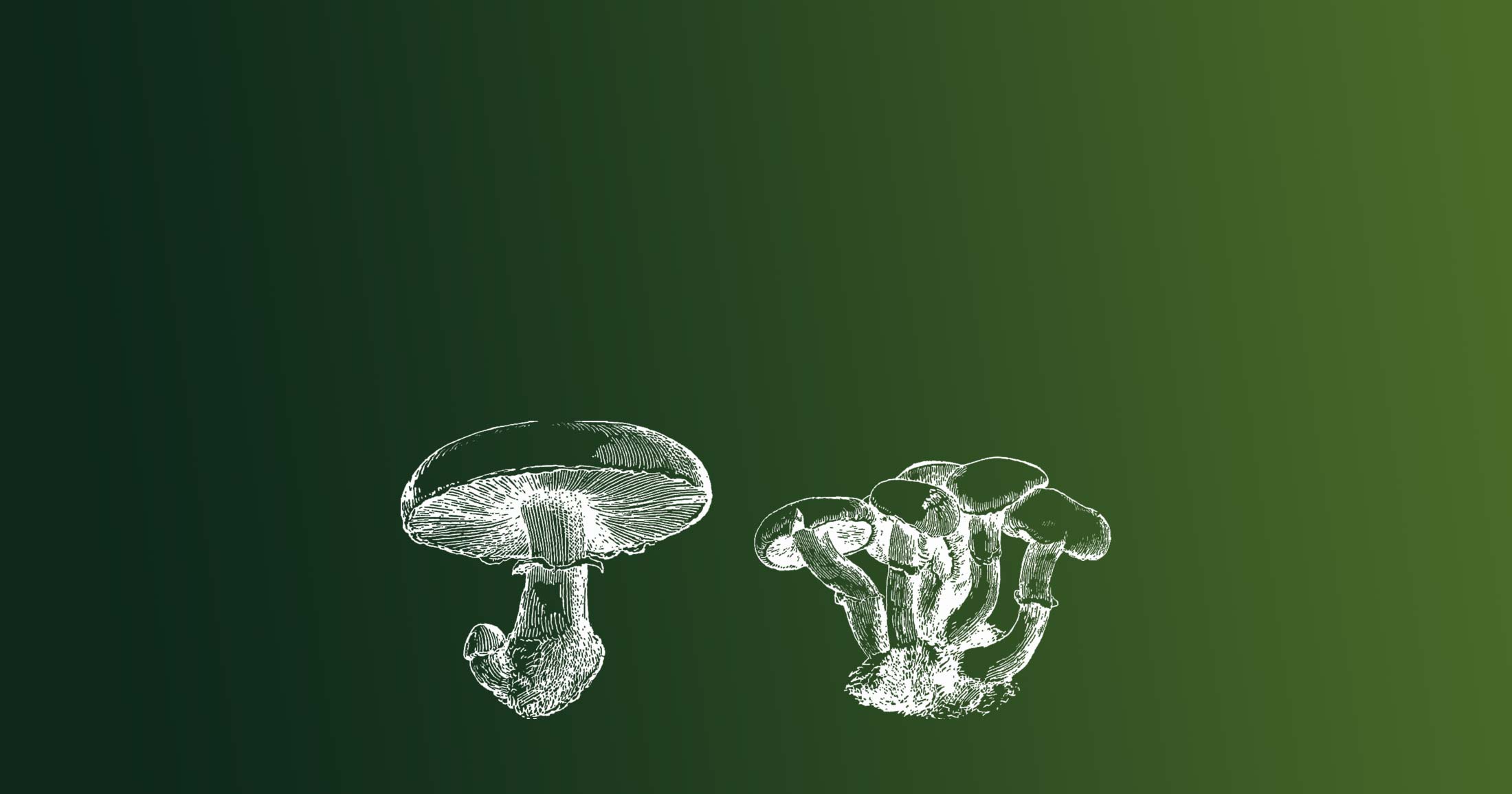 Small detailed illustrations in white, of a cluster of mushrooms.