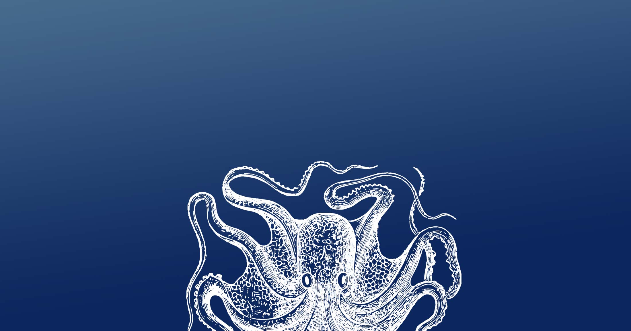 Drawing of a detailed octopus sprawling along the bottom of the image, in white.
