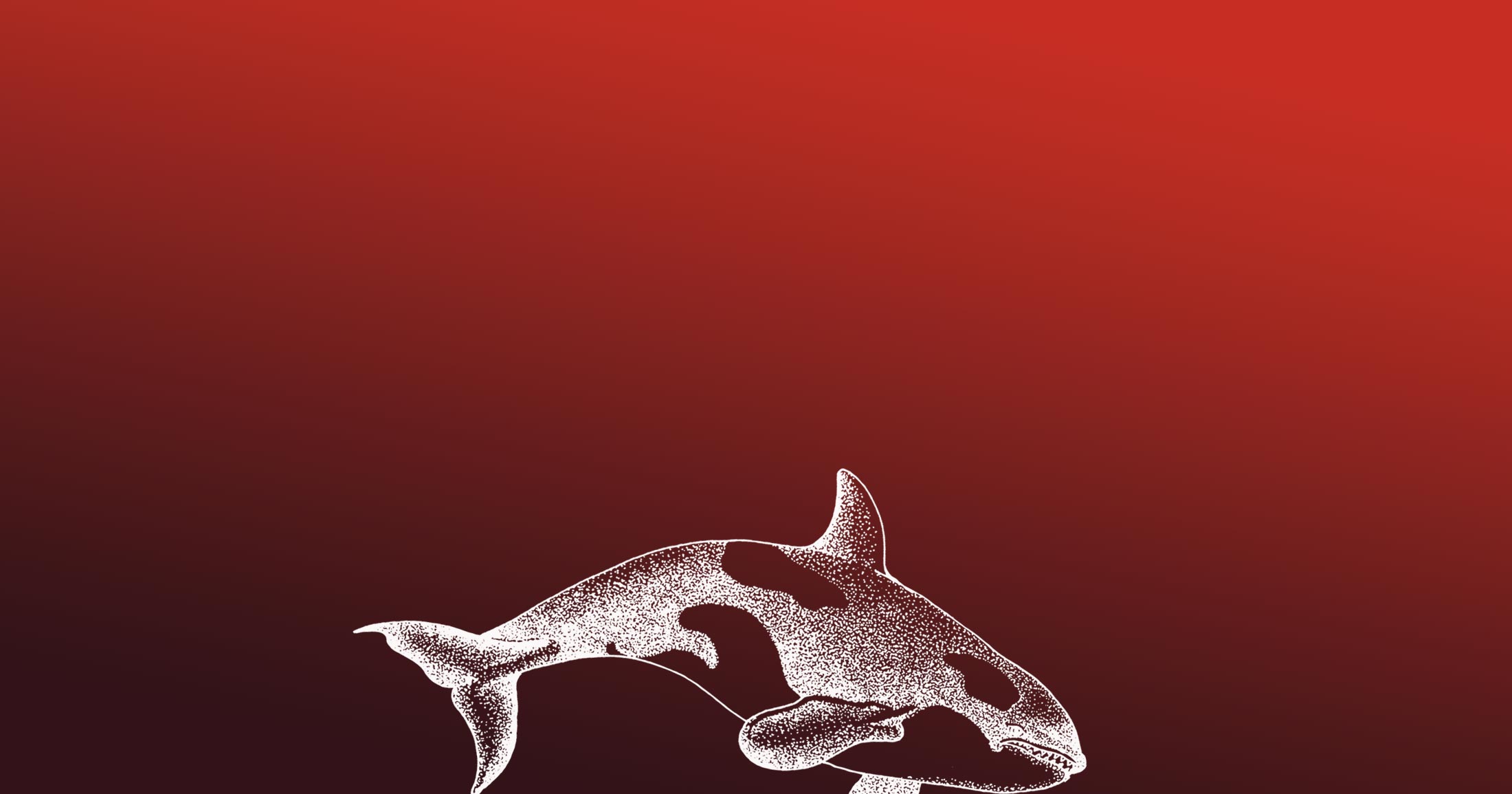 Killer whale diving illustration.