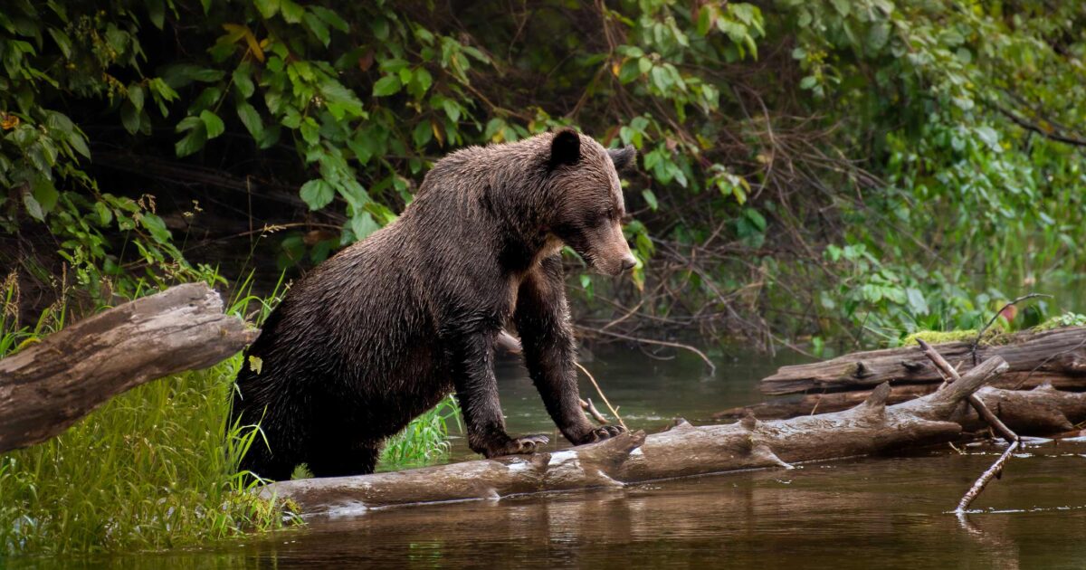 Grizzly bear standing in a river.