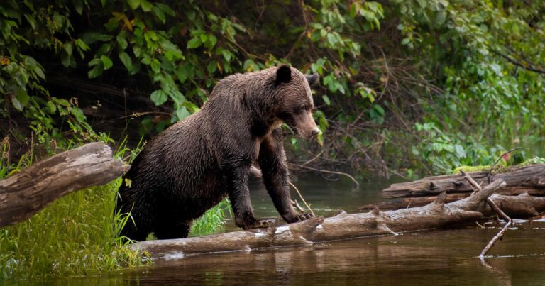 Grizzly bear standing in a river.